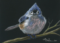 Tufted Titmouse