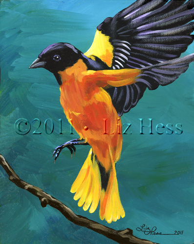 BaltimoreOriole