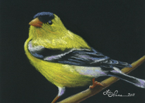 Gold-Finch-II